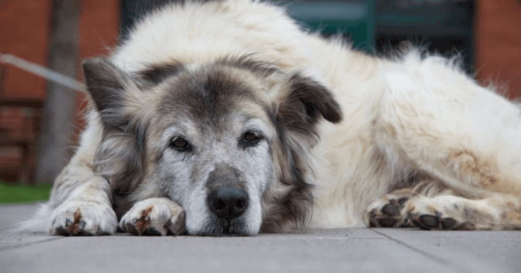 Alter Hund ruht sich aus und liegt auf dem Boden