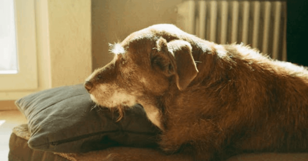 Alter Hund ruht sich aus und zieht sich zurück