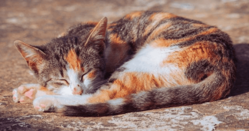 Katze liegt und schläft