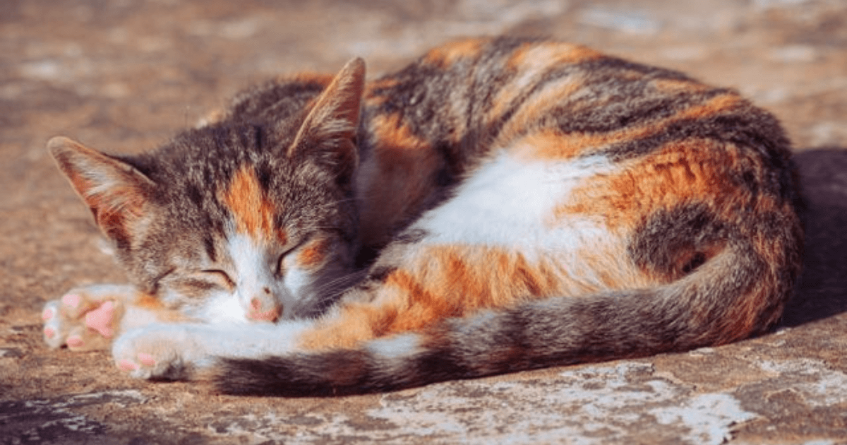 Katze liegt und schläft