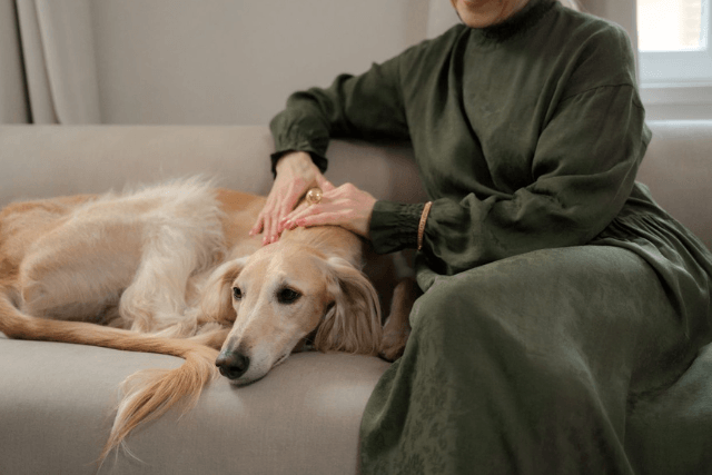 Rituale zum Abschied vom Haustier. Hund wird gestreichtl während er auf der Couch liegt