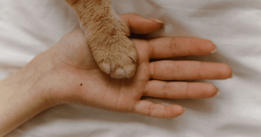 Zärtliche Berührung zwischen Mensch und Hund – Symbolbild Haustiertrauer