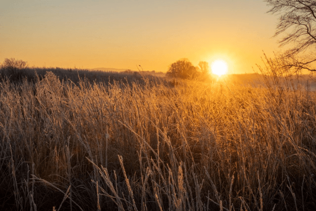 Feld im Morgenlicht – Sinnbild für den Weg durch die Trauer